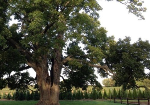 How much of a tree can you prune without killing it?