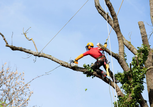 The Vital Role Of Arborist Services In Massachusetts: A Guide To Expert Tree Maintenance