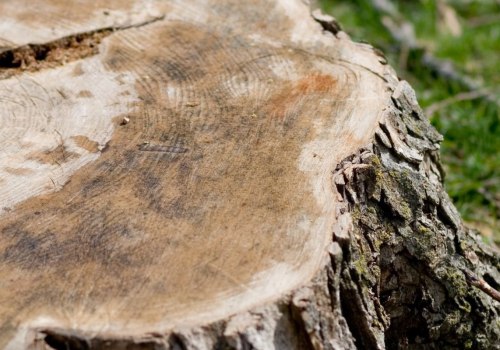 When should you cut a tree down?
