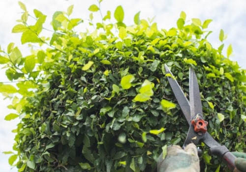 Is trimming trees good for the tree?