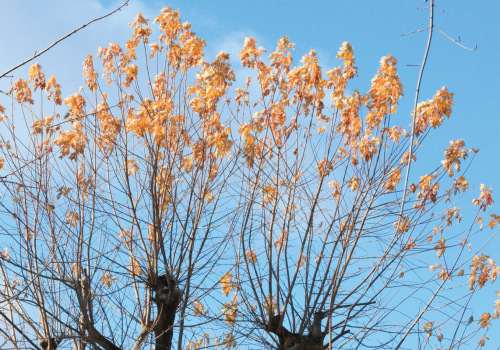 What happens if the trees are not pruned?