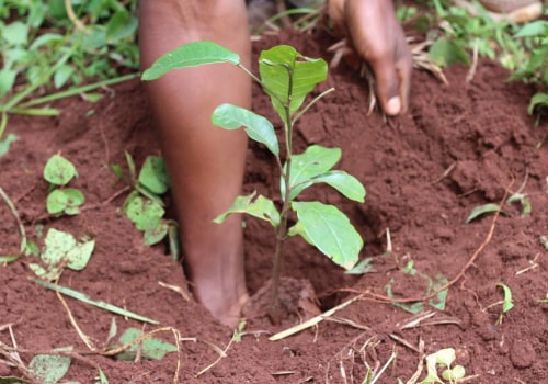 Why is it important to maintain trees?