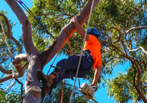 Why is it important to trim your trees?