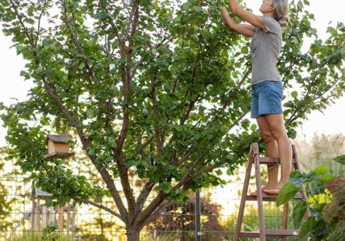 What are the signs of a healthy tree?