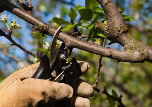 What happens to a tree if you don't prune it?