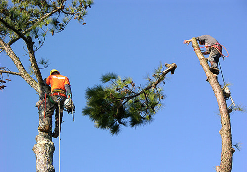 Tree Maintenance In Ellisville: Tips To Keep Your Trees Healthy