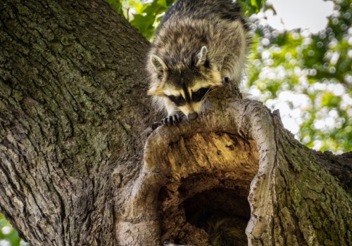 How Raccoon Removal Services Can Help You Prevent Infestation As Part Of Your Tree Maintenance In Houston
