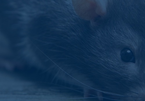 From Branches To Basements: Rodent Control Service In Longwood, FL After Tree Maintenance
