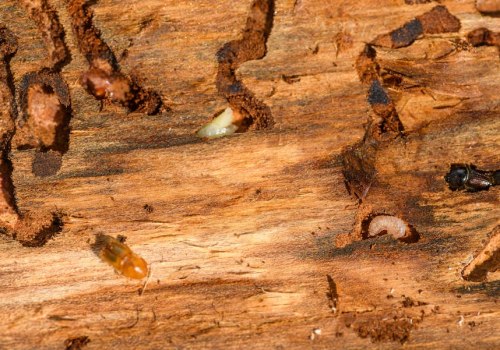 The Importance Of Termite Control As Part Of Tree Maintenance In Orange County