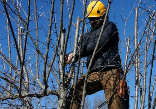 How often do trees need maintenance?