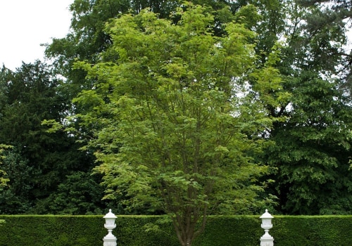 What's the difference between trimming and pruning a tree?