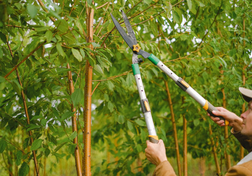 Tree Maintenance In Lubbock, TX: Tips For Pruning And Trimming Your Trees
