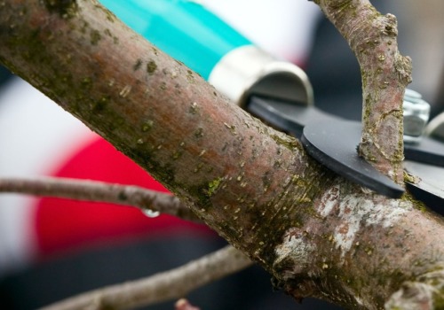 Can trimming a tree save it?