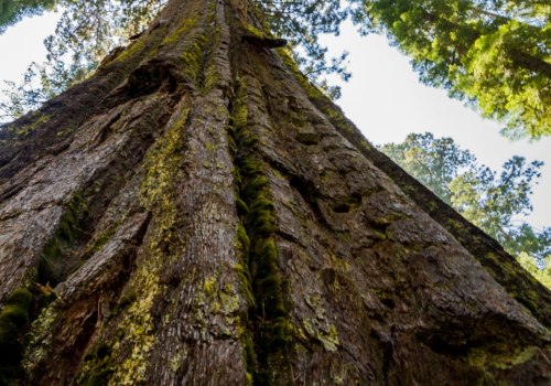 What makes trees grow fast?