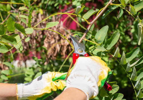 Healthy Trees, Happy Homeowners: How Tree Service In Marion, NC Boosts Tree Maintenance
