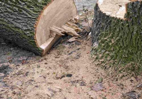 How do you know when your tree needs trimmed?