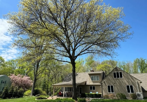 Keep Your Warminster Trees Healthy with Rapid Tree Care