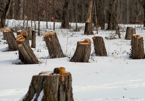 Is it better to cut trees down in winter?